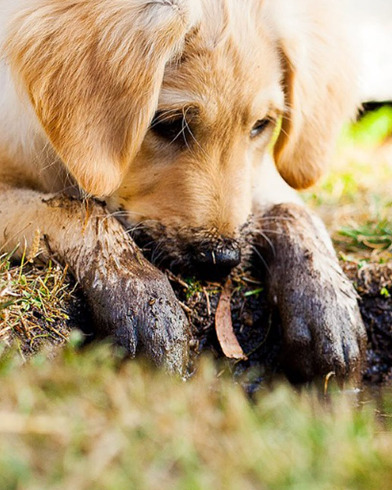 Upper Valley Carpet Cleaning